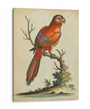 Paradise Parrots Iii - George Edwards | Cuadro decorativo de Canvas Lab