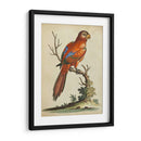 Paradise Parrots Iii - George Edwards | Cuadro decorativo de Canvas Lab