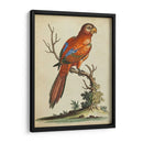 Paradise Parrots Iii - George Edwards | Cuadro decorativo de Canvas Lab
