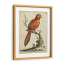 Paradise Parrots Iii - George Edwards | Cuadro decorativo de Canvas Lab