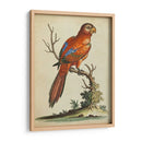 Paradise Parrots Iii - George Edwards | Cuadro decorativo de Canvas Lab