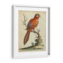 Paradise Parrots Iii - George Edwards | Cuadro decorativo de Canvas Lab