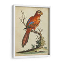 Paradise Parrots Iii - George Edwards | Cuadro decorativo de Canvas Lab