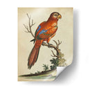 Paradise Parrots Iii - George Edwards | Cuadro decorativo de Canvas Lab