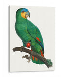 Loro De Los Trópicos I - Barraband | Cuadro decorativo de Canvas Lab