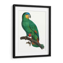 Loro De Los Trópicos I - Barraband | Cuadro decorativo de Canvas Lab