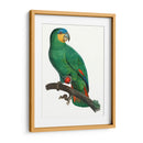 Loro De Los Trópicos I - Barraband | Cuadro decorativo de Canvas Lab