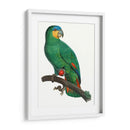 Loro De Los Trópicos I - Barraband | Cuadro decorativo de Canvas Lab