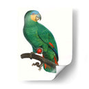 Loro De Los Trópicos I - Barraband | Cuadro decorativo de Canvas Lab