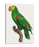 Loro De Los Trópicos Iii - Barraband | Cuadro decorativo de Canvas Lab