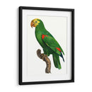 Loro De Los Trópicos Iii - Barraband | Cuadro decorativo de Canvas Lab