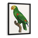 Loro De Los Trópicos Iii - Barraband | Cuadro decorativo de Canvas Lab
