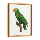 Loro De Los Trópicos Iii - Barraband | Cuadro decorativo de Canvas Lab