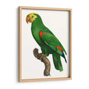 Loro De Los Trópicos Iii - Barraband | Cuadro decorativo de Canvas Lab
