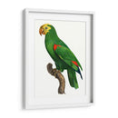 Loro De Los Trópicos Iii - Barraband | Cuadro decorativo de Canvas Lab