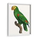 Loro De Los Trópicos Iii - Barraband | Cuadro decorativo de Canvas Lab