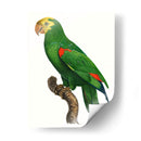 Loro De Los Trópicos Iii - Barraband | Cuadro decorativo de Canvas Lab