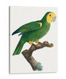 Loro De Los Trópicos Iv - Barraband | Cuadro decorativo de Canvas Lab