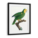 Loro De Los Trópicos Iv - Barraband | Cuadro decorativo de Canvas Lab