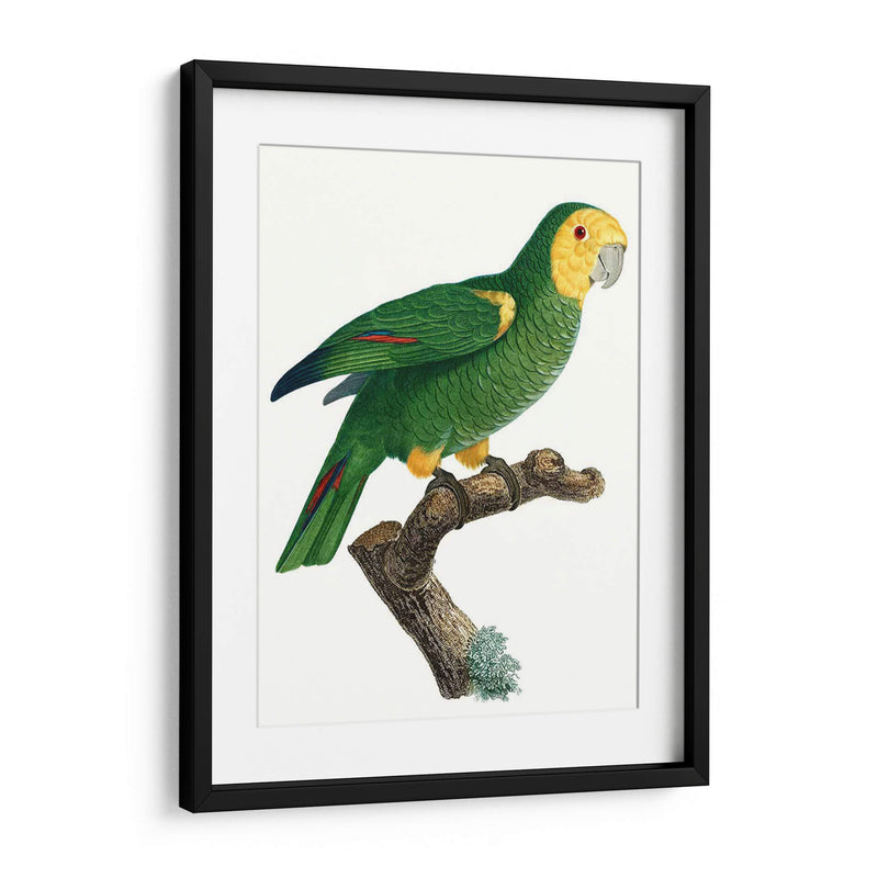 Loro De Los Trópicos Iv - Barraband | Cuadro decorativo de Canvas Lab