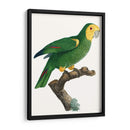 Loro De Los Trópicos Iv - Barraband | Cuadro decorativo de Canvas Lab