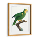 Loro De Los Trópicos Iv - Barraband | Cuadro decorativo de Canvas Lab