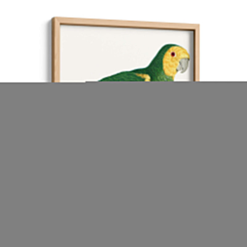 Loro De Los Trópicos Iv - Barraband | Cuadro decorativo de Canvas Lab