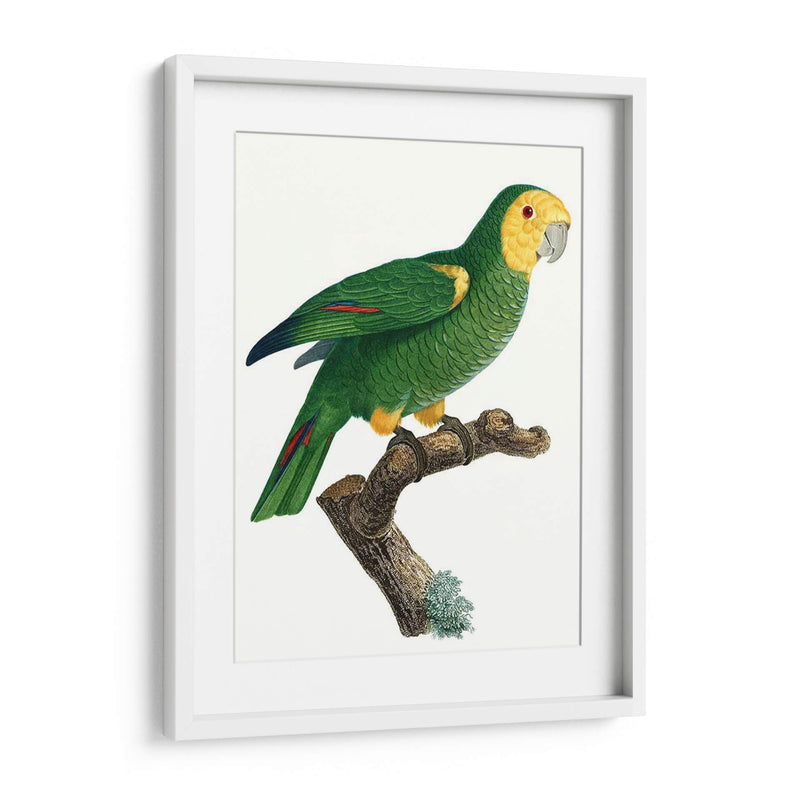 Loro De Los Trópicos Iv - Barraband | Cuadro decorativo de Canvas Lab