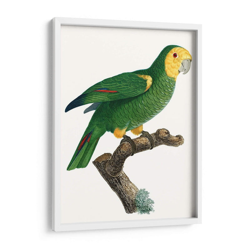 Loro De Los Trópicos Iv - Barraband | Cuadro decorativo de Canvas Lab