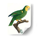 Loro De Los Trópicos Iv - Barraband | Cuadro decorativo de Canvas Lab