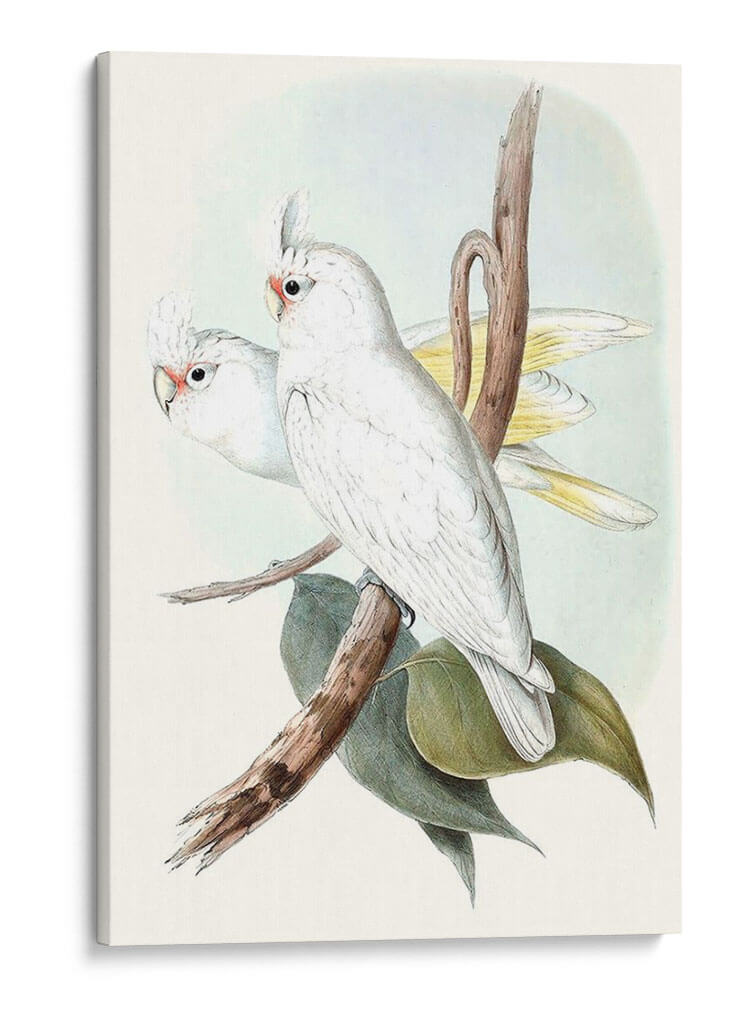 Parrots Pastel Ii - John Gould | Cuadro decorativo de Canvas Lab