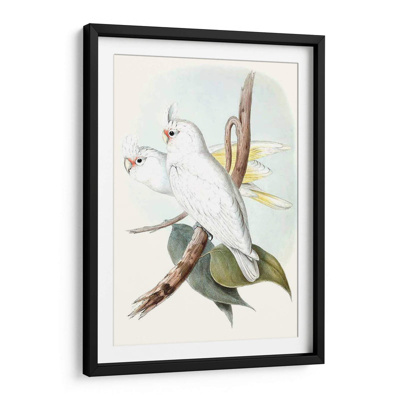 Parrots Pastel Ii - John Gould | Cuadro decorativo de Canvas Lab