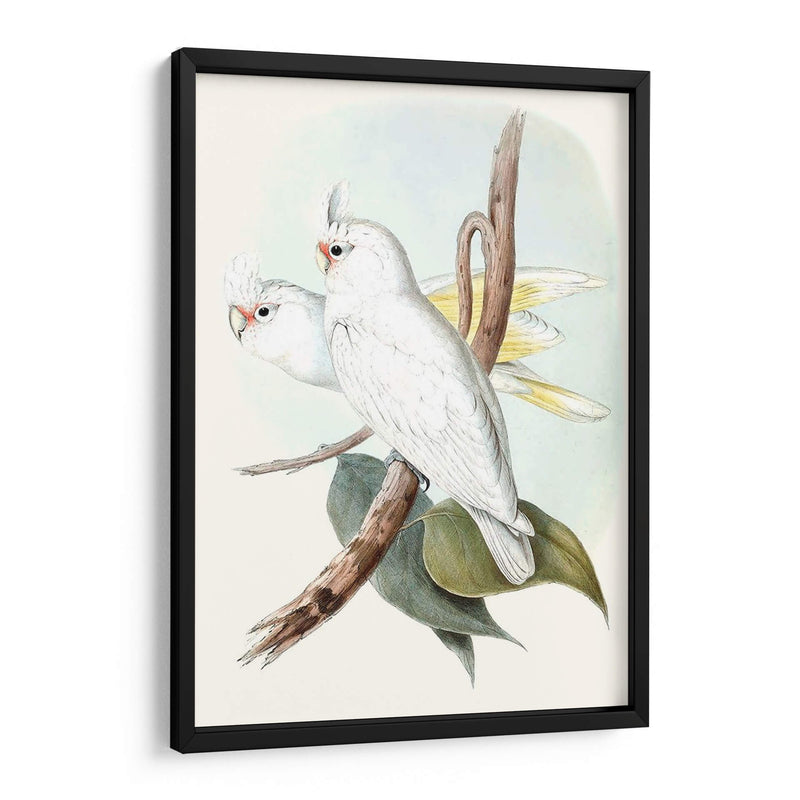 Parrots Pastel Ii - John Gould | Cuadro decorativo de Canvas Lab