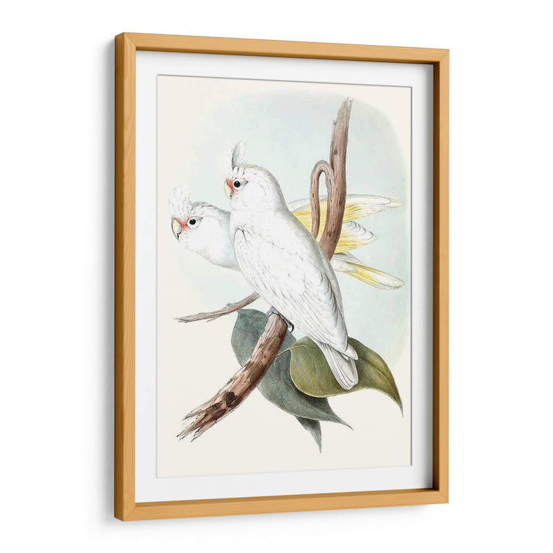 Parrots Pastel Ii - John Gould | Cuadro decorativo de Canvas Lab