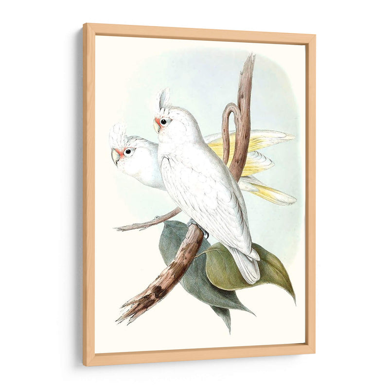 Parrots Pastel Ii - John Gould | Cuadro decorativo de Canvas Lab