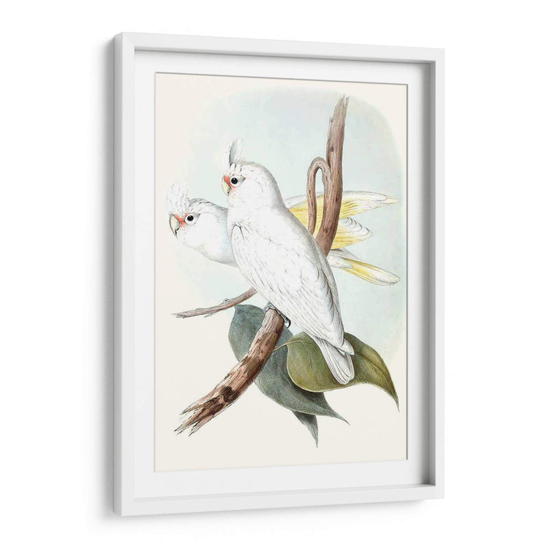 Parrots Pastel Ii - John Gould | Cuadro decorativo de Canvas Lab