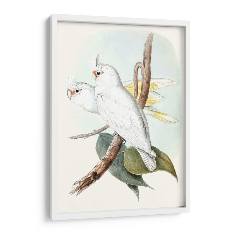 Parrots Pastel Ii - John Gould | Cuadro decorativo de Canvas Lab