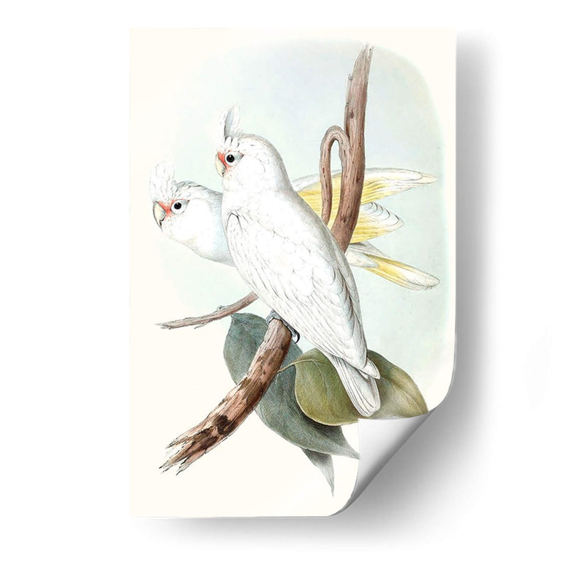 Parrots Pastel Ii - John Gould | Cuadro decorativo de Canvas Lab