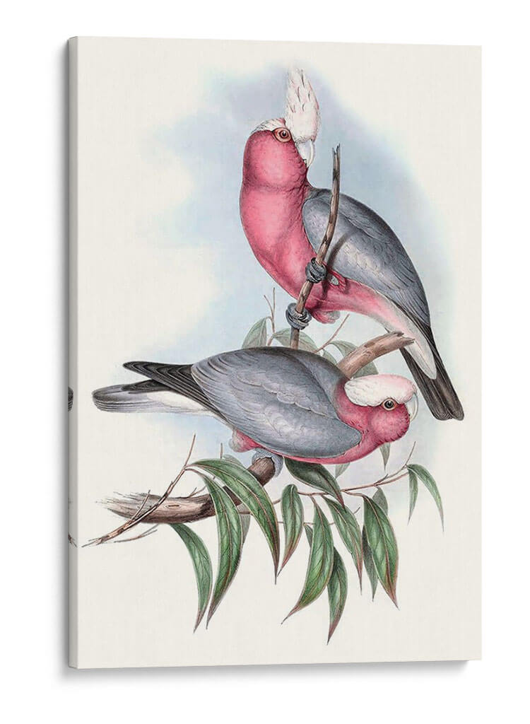 Parrots Pastel Iii - John Gould | Cuadro decorativo de Canvas Lab