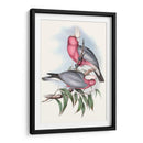 Parrots Pastel Iii - John Gould | Cuadro decorativo de Canvas Lab
