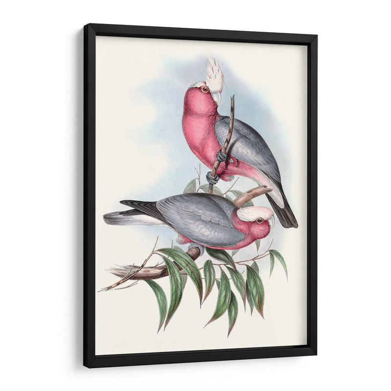 Parrots Pastel Iii - John Gould | Cuadro decorativo de Canvas Lab