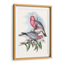 Parrots Pastel Iii - John Gould | Cuadro decorativo de Canvas Lab