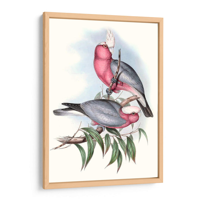 Parrots Pastel Iii - John Gould | Cuadro decorativo de Canvas Lab