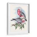Parrots Pastel Iii - John Gould | Cuadro decorativo de Canvas Lab