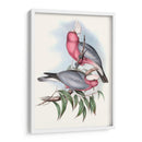 Parrots Pastel Iii - John Gould | Cuadro decorativo de Canvas Lab