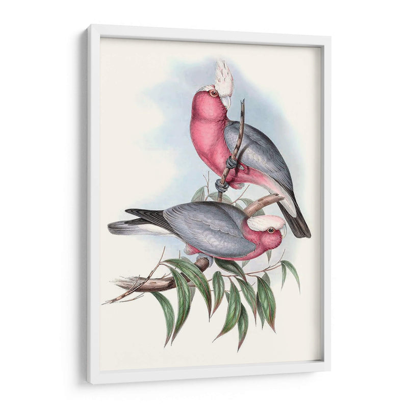 Parrots Pastel Iii - John Gould | Cuadro decorativo de Canvas Lab