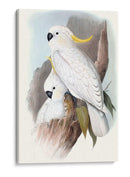 Loros Pastel V - John Gould | Cuadro decorativo de Canvas Lab