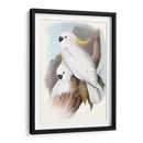 Loros Pastel V - John Gould | Cuadro decorativo de Canvas Lab