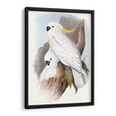 Loros Pastel V - John Gould | Cuadro decorativo de Canvas Lab