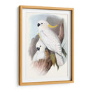 Loros Pastel V - John Gould | Cuadro decorativo de Canvas Lab